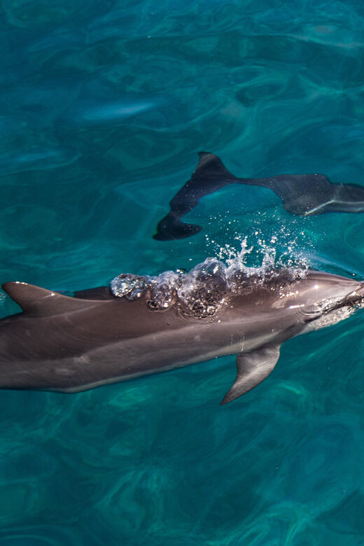 Oahu: Dolphin Watching & Turtle Snorkeling with Waterslide - Real Guest Experiences & What They Tell Us