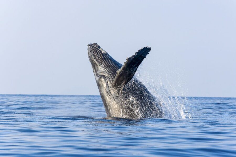 Oahu: Eco-Friendly West Coast Whale Watching Cruise - The Itinerary Breakdown