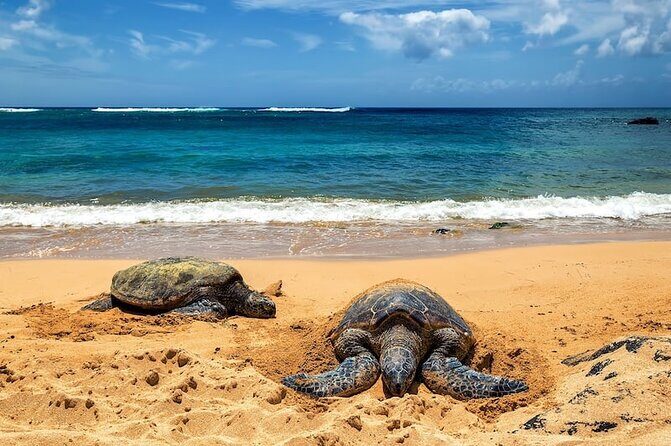 OAHU GRAND CIRCLE Waimea Waterfall, Turtle Beach, North Shore. - Practical Aspects and Value