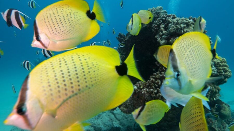 Oahu: Honolulu Turtle Canyon Snorkeling Tour - What’s Included and Why It Matters
