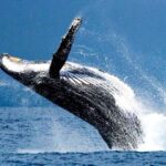 Oahu: Honolulu Whale Watching Cruise - What You Might Not Love