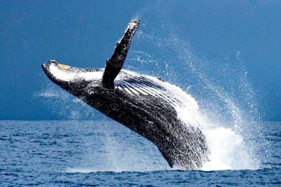 Oahu: Honolulu Whale Watching Cruise - What You Might Not Love