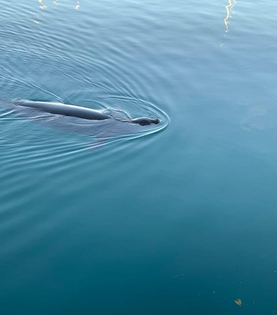 Oahu: Luxury Day Sailboat Charter - The Sum Up