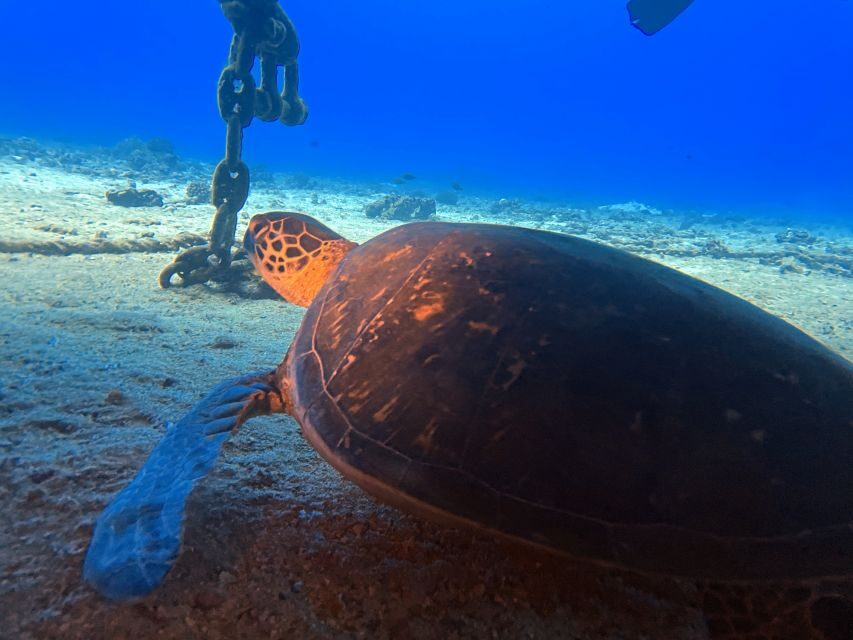 Oahu Night Dive: Adventure for Certified Divers - Detailed Breakdown of the Itinerary