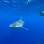 Oahu: North Shore Cageless Shark Snorkeling Tour - Why This Tour Is a Great Choice
