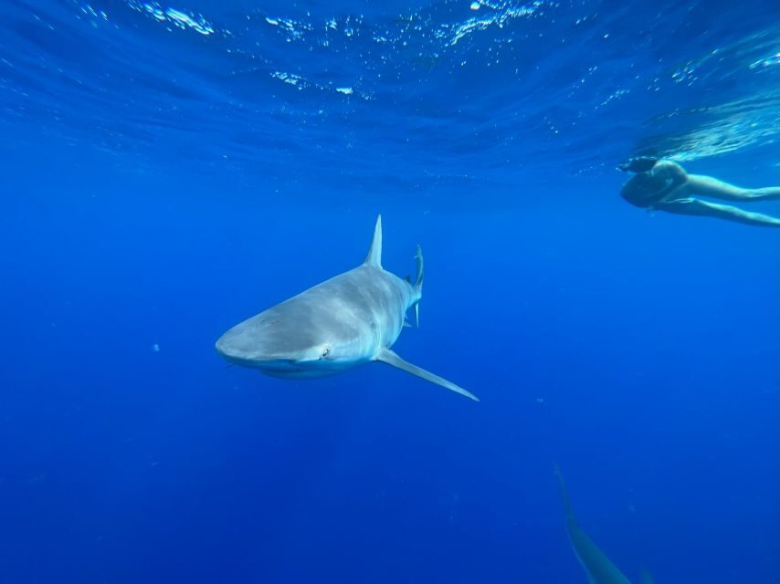 Oahu: North Shore Cageless Shark Snorkeling Tour - Why This Tour Is a Great Choice