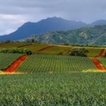 Oahu: North Shore Dole Pineapple Farm Tour - Who Should Consider This Tour?