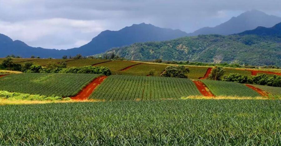 Oahu: North Shore Dole Pineapple Farm Tour - Who Should Consider This Tour?