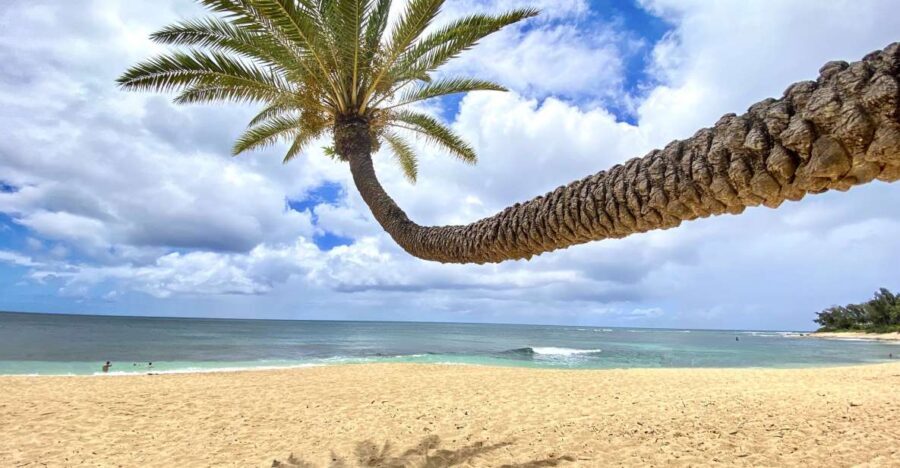 Oahu: North Shore Experience and Dole Plantation - Why This Tour Works Well