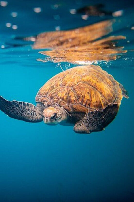 Oahu: North Shore Snorkeling Tour from Haleiwa - What Makes It Special?