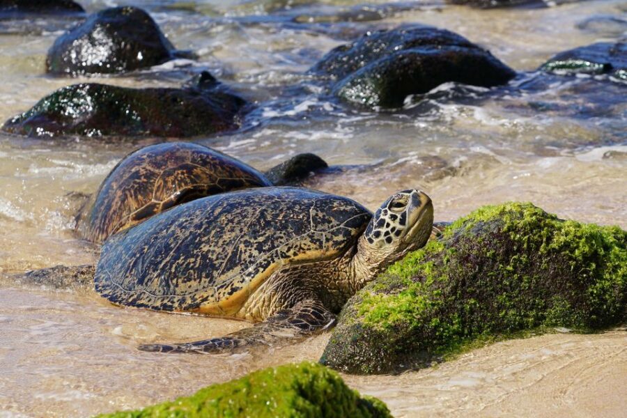 Oahu: North Shore Waterfall Swim - A Deep Dive into the North Shore Waterfall Swim Experience