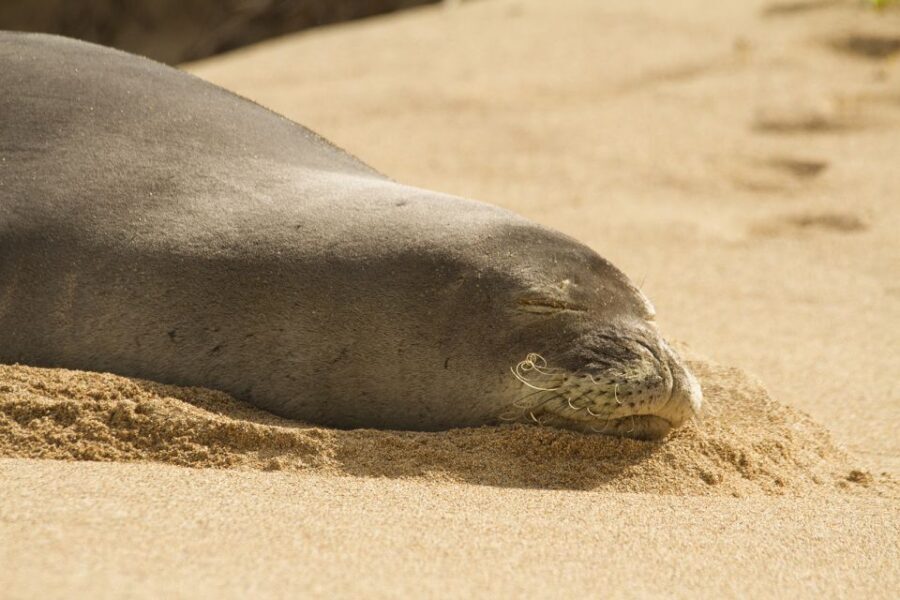 Oahu: Private Best of Oahu Sightseeing Tour - Who Is This Tour Best For?