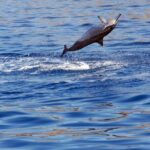 Oahu Private Sunset Snorkel and Dolphin Watch with Hot Buffet - The Practical Side: Cost, Group Size & Booking