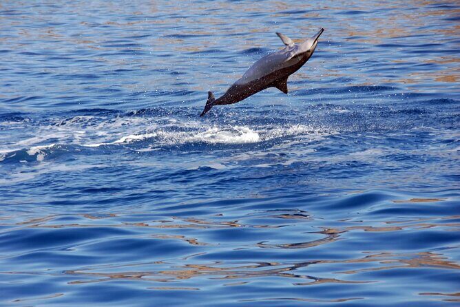 Oahu Private Sunset Snorkel and Dolphin Watch with Hot Buffet - The Practical Side: Cost, Group Size & Booking
