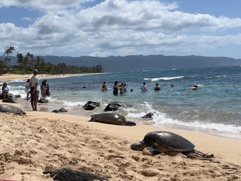 Oahu: Private Tour-Circle Island-Customizable - Authentic Insights From Past Guests