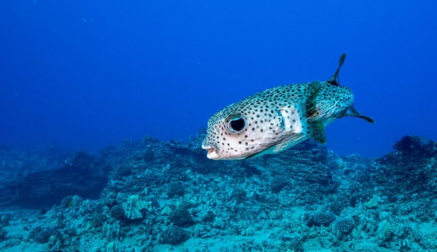 Oahu: Shallow Reef Scuba Dive for Certified Divers - A Look at the Itinerary