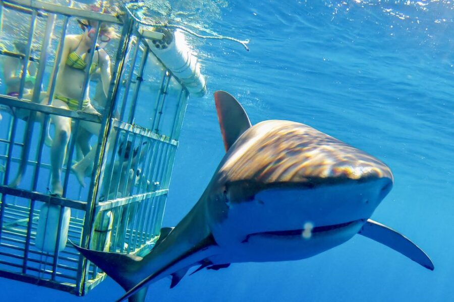Oahu: Shark Cage Dive on the North Shore - Small Group & Personalized Service
