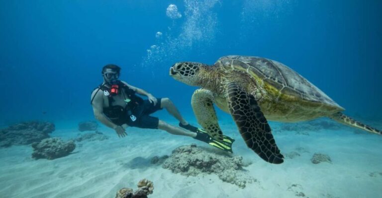 Oahu: Waikiki Discovery Scuba Diving for Beginners - Authentic Insights from Reviews