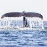 Oahu: Waikiki Eco-Friendly Afternoon Whale Watching Trip - Who Will Enjoy This Tour?