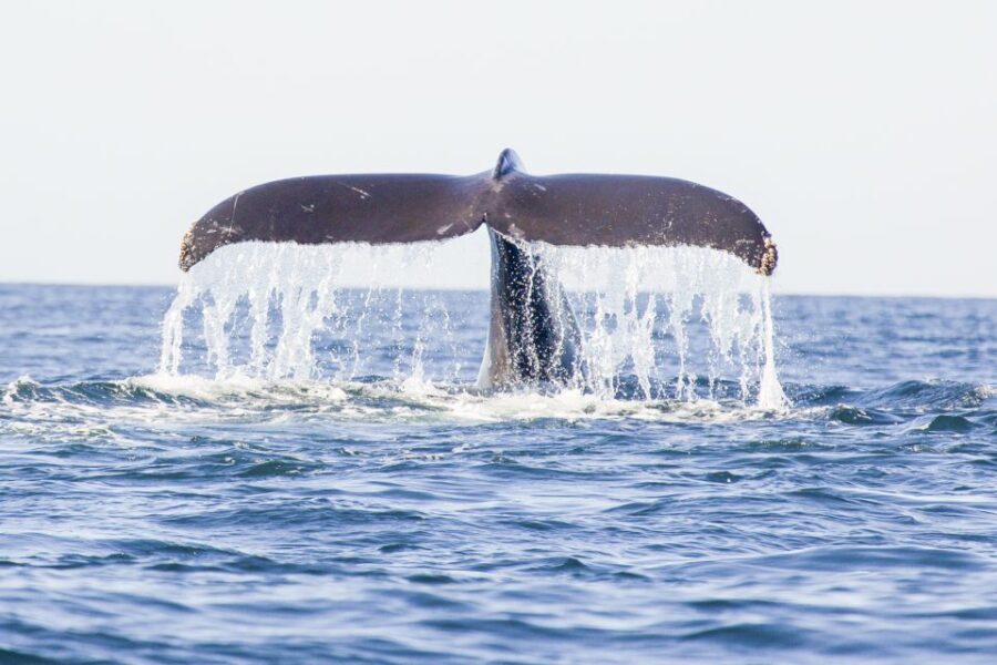 Oahu: Waikiki Eco-Friendly Afternoon Whale Watching Trip - Who Will Enjoy This Tour?
