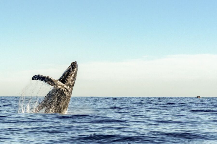 Oahu: Waikiki Eco-Friendly Morning Whale Watching Cruise - Who Will Love This Experience?