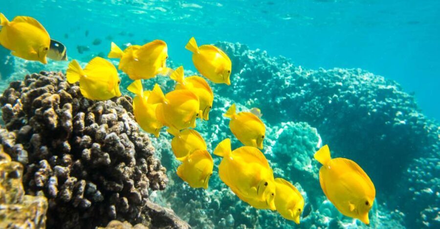 Oahu: Waikiki Snorkel and Sailing Trip with Lunch - Analyzing the Value & Practicalities
