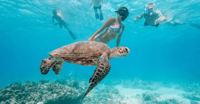 Oahu: Waikiki Turtle Snorkeling Adventure - Who This Tour Is Best For