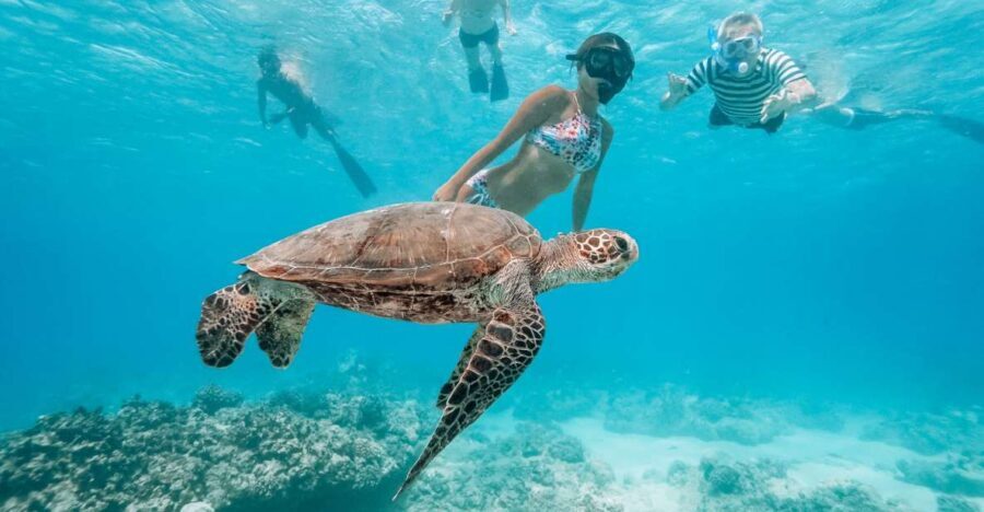 Oahu: Waikiki Turtle Snorkeling Adventure - Who This Tour Is Best For