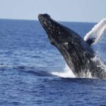 Oahu: Waikiki Whale Watching Tour-Donut and Coffee Included - The Sum Up