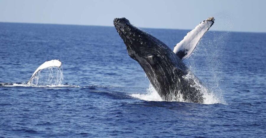Oahu: Waikiki Whale Watching Tour-Donut and Coffee Included - The Sum Up