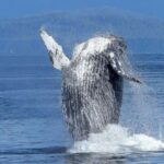 Oahu: Whale Watching Afternoon Sailing Cruise - Who Will Love This Experience?