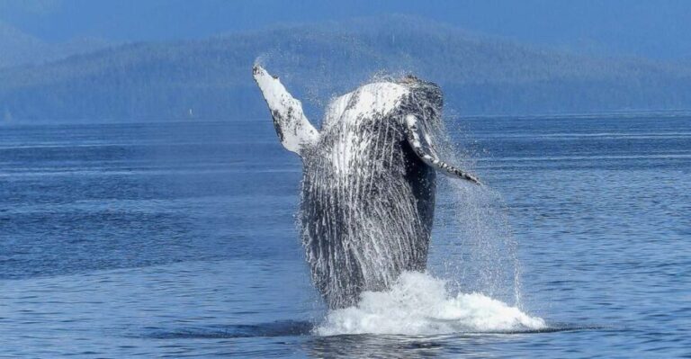 Oahu: Whale Watching Afternoon Sailing Cruise - Who Will Love This Experience?