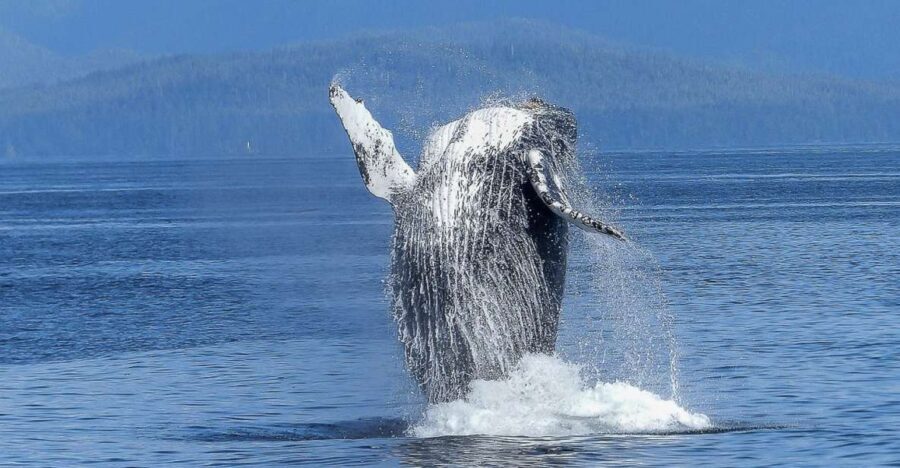 Oahu: Whale Watching Afternoon Sailing Cruise - Who Will Love This Experience?