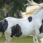 Ocala: Gypsy Gold Horse Farm Guided Walking Tour - The Value of the Experience