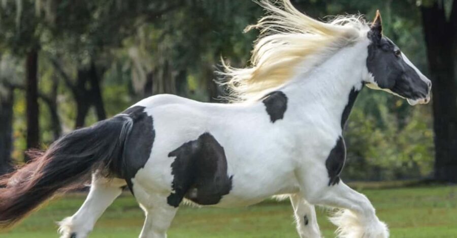 Ocala: Gypsy Gold Horse Farm Guided Walking Tour - The Value of the Experience