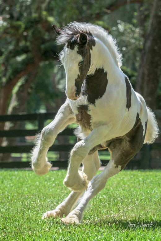 Ocala: Gypsy Gold Horse Farm Horses & History Tour - Who Would Love This Tour?