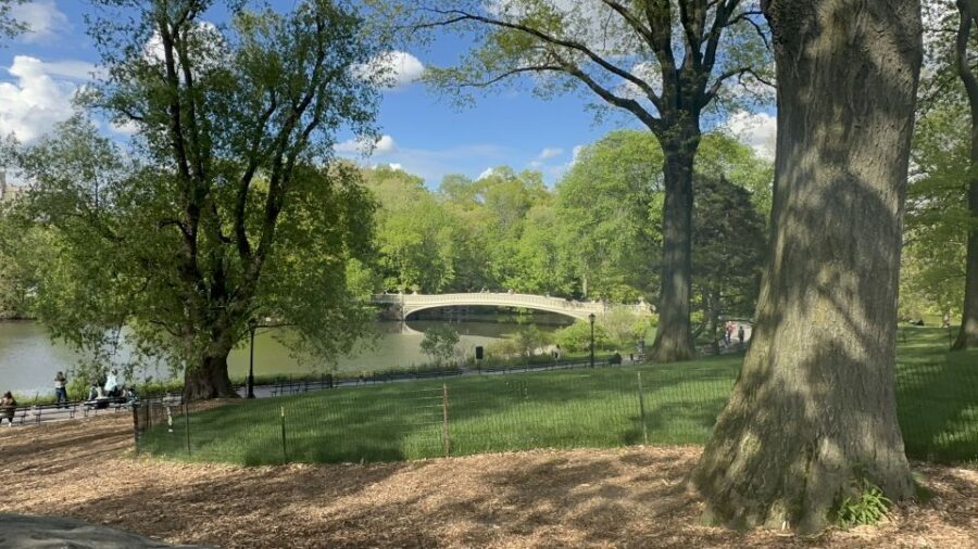 Official Exclusive VIP Horse Carriage Ride in Central Park - Why This Tour Might Be Perfect for You
