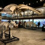 Oklahoma City: SKELETONS: Museum of Osteology Ticket - The Itinerary Breakdown and What You Can Expect
