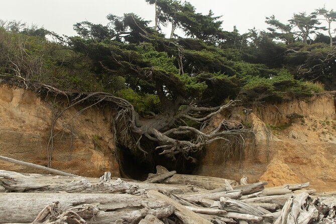 Olympic Full Day Private Tour and Hike - The Tree of Life: A Unique Coastal Marvel