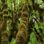 Olympic National Park: Hoh Rain Forest and Rialto Beach Tour - Practical Details and Value
