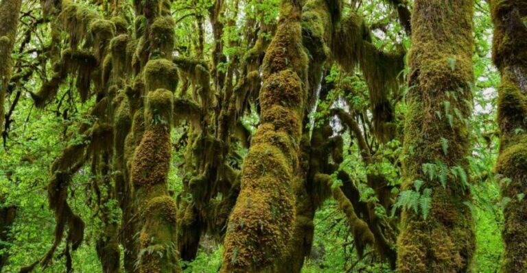 Olympic National Park: Hoh Rain Forest and Rialto Beach Tour - Practical Details and Value