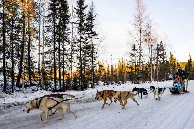 One Hour Experience Dog Sledding - Price and Value: Is It Worth It?