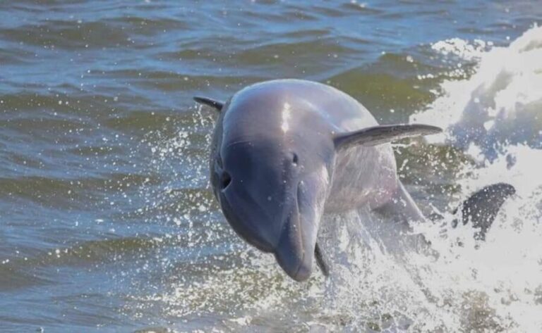 Orange Beach: Dolphin & Sailing Cruise Aboard 52' Catamaran - Who Will Love This Tour?