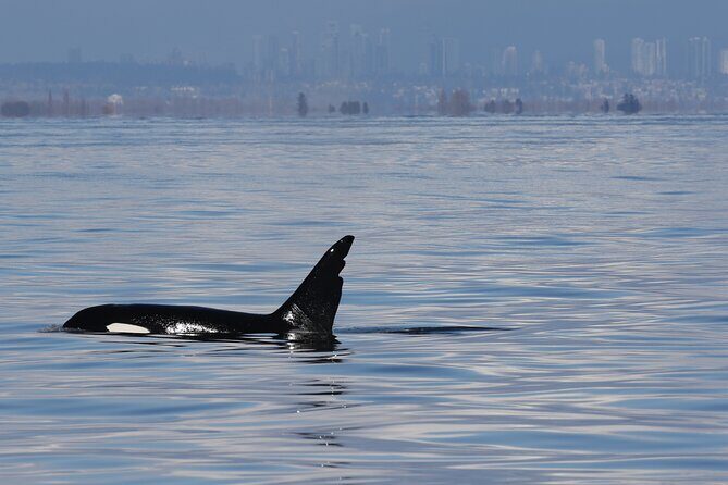 Orca whale tour from Orcas Island - Why This Tour Offers Great Value