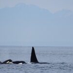 Orca whale tour near Seattle - Who Should Consider This Tour?