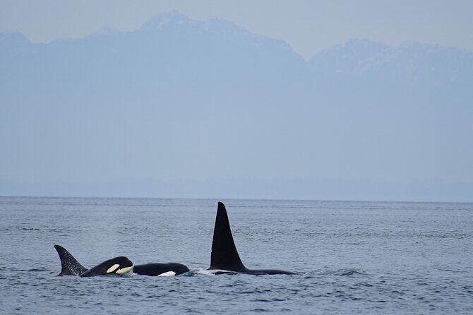 Orca whale tour near Seattle - Who Should Consider This Tour?