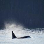 Orcas Island: Orca Whales guaranteed boat tour - Is This Tour Worth It?