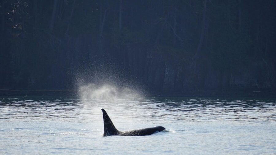 Orcas Island: Orca Whales guaranteed boat tour - Is This Tour Worth It?