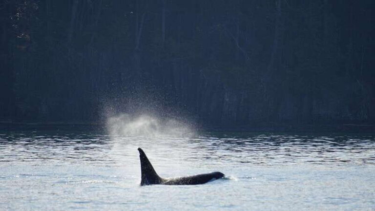 Orcas Island: Whale and Orca Guided Speedboat Tour - Final Thoughts