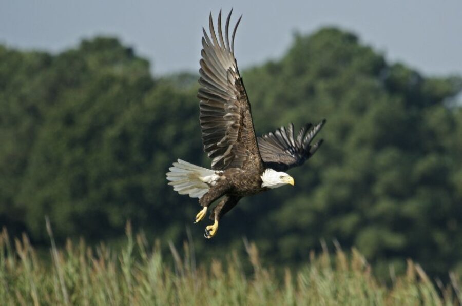 Orlando: Airboat Safari with Transportation - What Makes This Tour Special?